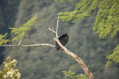 Coragyps atratus foetens