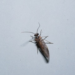 Peripsocus