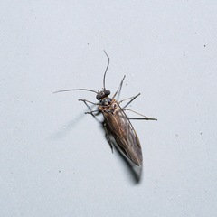 Peripsocus