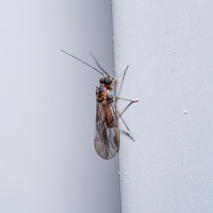 Peripsocus