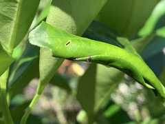 Diaphorina