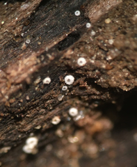 Flagelloscypha minutissima