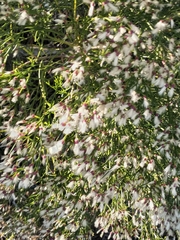 Baccharis angustifolia