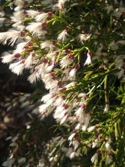 Baccharis angustifolia