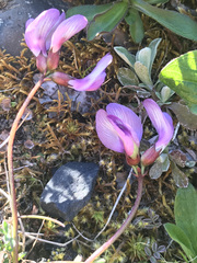 Astragalus nutzotinensis