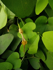 Image of Aristolochia anguicida