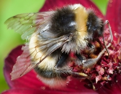 Bombus