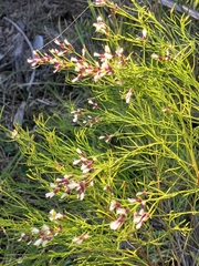 Baccharis angustifolia