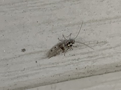 Teliapsocus