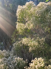 Baccharis angustifolia