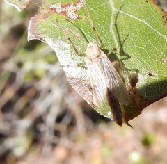 Chironomus crassicaudatus