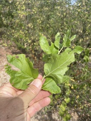 Nahuatlea arborescens