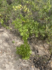 Nahuatlea arborescens