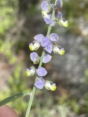 Polygala magdalenae