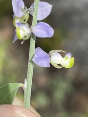 Polygala magdalenae