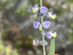 Polygala magdalenae