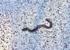 Lumbricus terrestris