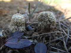 Morchella steppicola