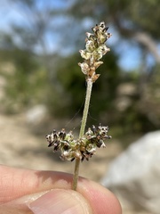 Froelichia xantusii
