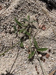 Froelichia xantusii