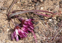 Allium robinsonii