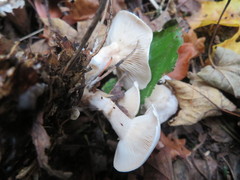 Clitocybe dealbata