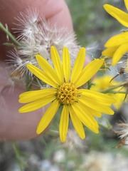 Xanthisma scabrellum