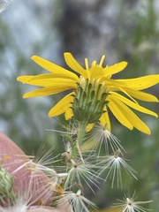 Xanthisma scabrellum