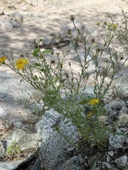 Xanthisma scabrellum