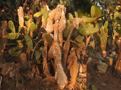Cactaceae