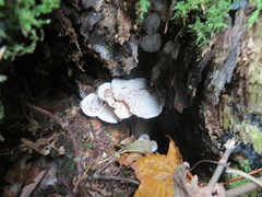 Clitocybe dealbata