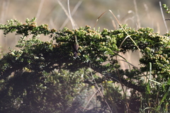 Chalcostigma herrani