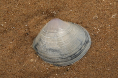 Mactra stultorum