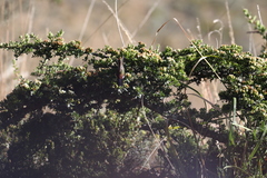 Chalcostigma herrani