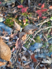 Amphibolips quercusilicifoliae