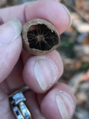 Amphibolips quercusilicifoliae