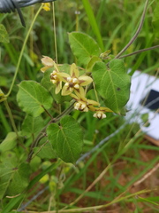 Funastrum lindenianum