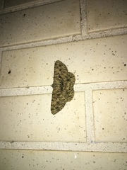 Racotis boarmiaria