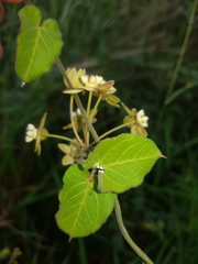 Funastrum lindenianum