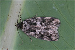 Barea confusella