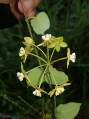 Funastrum lindenianum