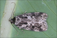 Barea confusella
