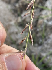Bouteloua reflexa