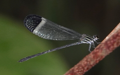 Polythore derivata