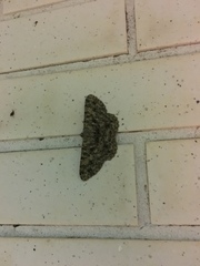 Racotis boarmiaria