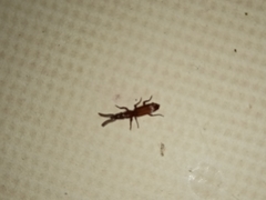 Amorphocephalina