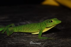 Anolis chloris