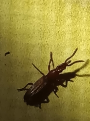 Amorphocephalina