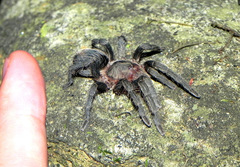 Plesiopelma