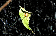 Nihonhimea tesselata